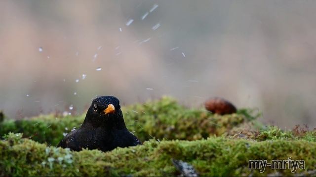 Купание черного дрозда смотреть онлайн