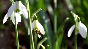 Весенний вальс. Фредерик Шопен.