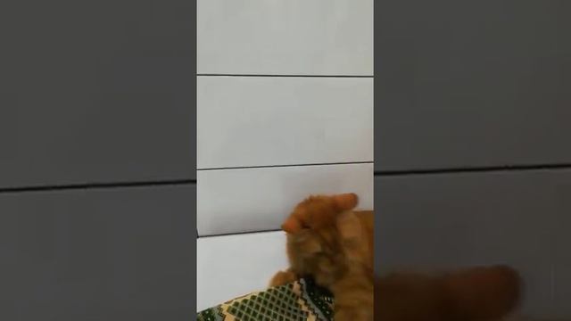 Вычесываем кота. смотреть онлайн