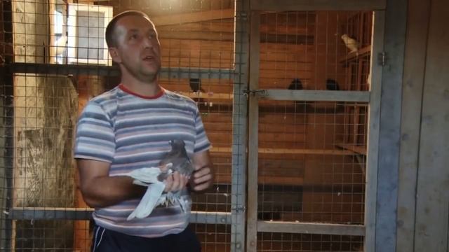 Андижанские Голуби / Andijan Pigeons / Porumbei de Andijan (Сергей Воронов , Ярославская обл ) смотреть онлайн