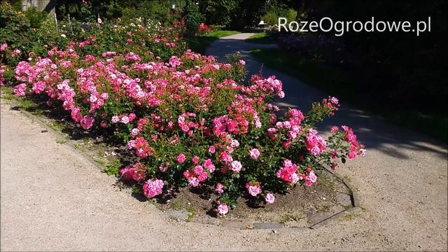 Wyśmienita róża okrywowa - MIRATO смотреть онлайн