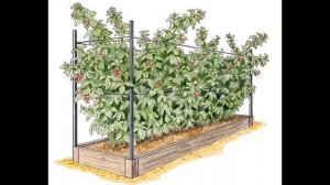 Разговор про малину. (Июнь) (Садовод Андрей Туманов)