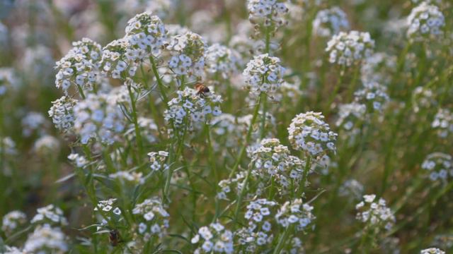Planting Alyssum Flower Seeds for a Successful Garden | How To Plant & Care For Them смотреть онлайн