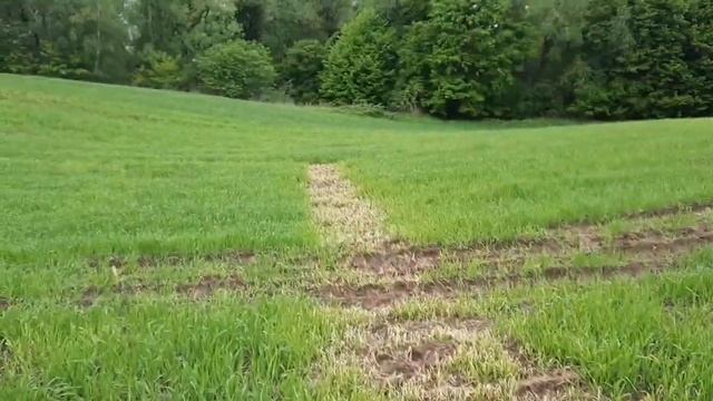 подпалили овес карбамидом!!! смотреть онлайн