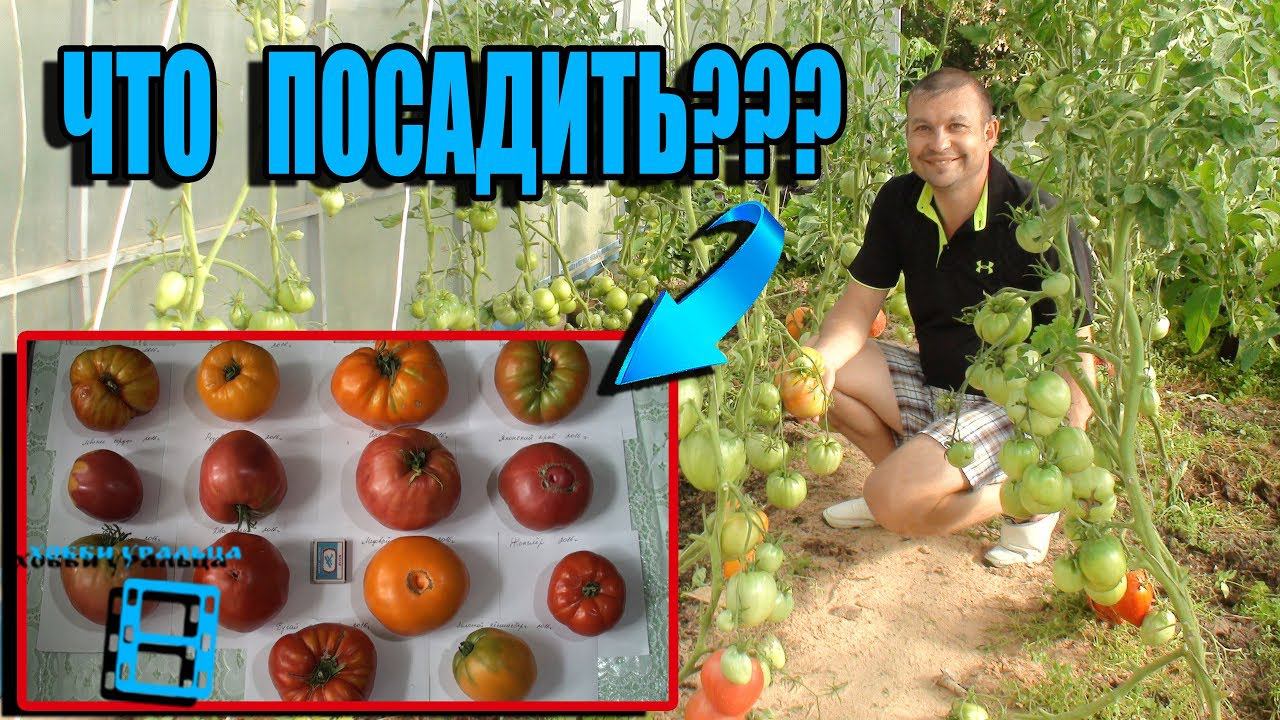 СУПЕР СОРТА ПОМИДОРОВ ДЛЯ ПОСАДКИ В НОВОМ СЕЗОНЕ 2. ОБЗОР. САД (ОГОРОД) И ТЕПЛИЦА смотреть онлайн