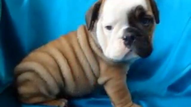 Miniature English Bulldog смотреть онлайн
