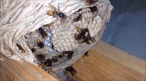 Удаление гнезд ос и шершней