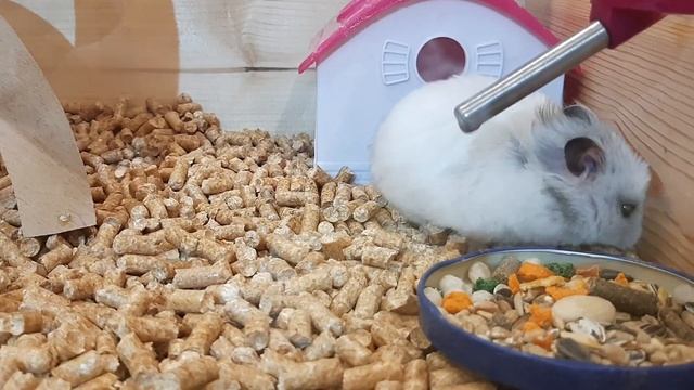 Наши размеры клетки,домика,колеса для сирийских #хомяков, и переселение #хомячка МОЙВЫ . смотреть онлайн