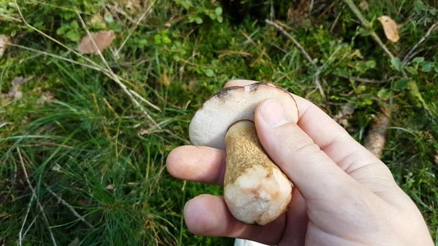 Grundlagen - Steinpilz vs. Gallenröhrling vs. Maronenröhrling смотреть онлайн