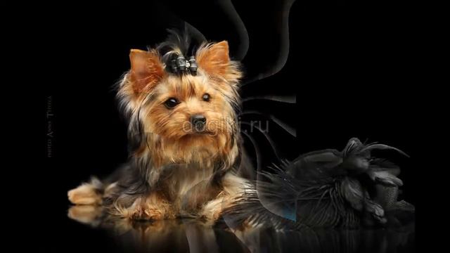 Купить щенка йоркширского терьера мини. Щенки йорка продажа в Москве. Самые красивые йорки видео. смотреть онлайн