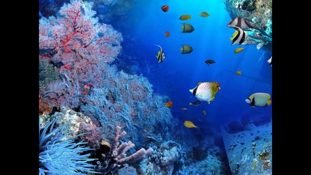 DigiFish Aqua Real 2 - Best Screensaver смотреть онлайн