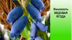 Жимолость МЕДОВАЯ ЯГОДА