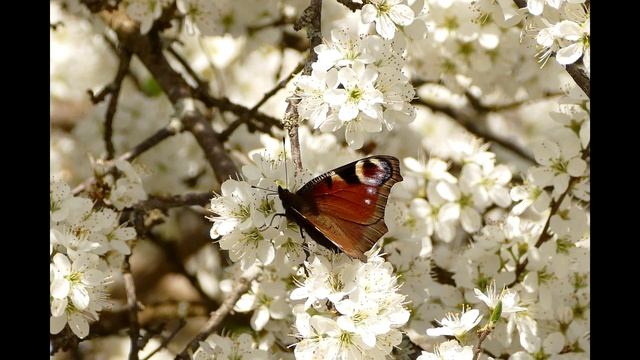 Спокойная Музыка для сна, расслабления, снятия стресса и медитации дзен релакс смотреть онлайн