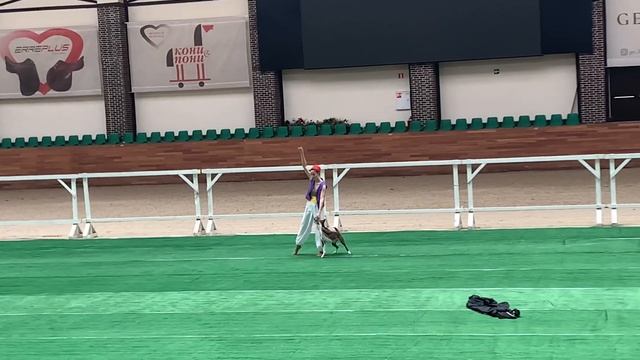 Чемпион России 2022 по танцам с собаками, фристайл. Виталия Дженжеруха & Делли. 29.05.2022 год смотреть онлайн