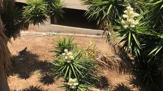 Цветет юкка смотреть онлайн