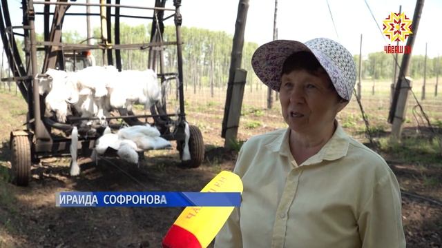 Пахчи пахчи, хăмла пахчи