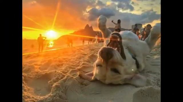 Марш Композитор Ю Паляница смотреть онлайн