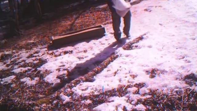 Обитатели ярославских лесов попали под прицелы видеокамер смотреть онлайн