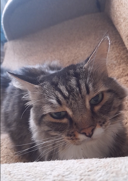 Тоша просит кушать