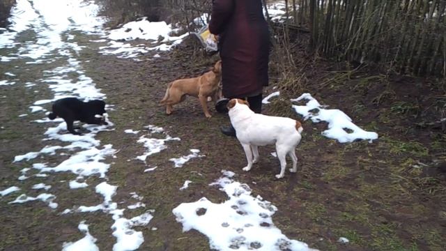 Кормим Бездомных Собак на даче! Щенки дворняжки смотреть онлайн