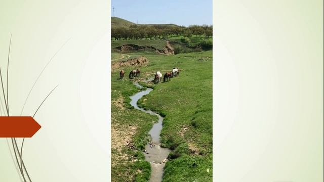 К нам пришёл чужой жеребец. Лошади убежали . смотреть онлайн
