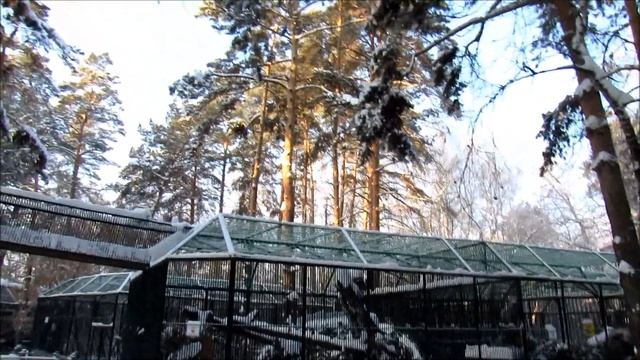 Зимняя сказка в зоопарке и новогодние игрушки от детей. 03.01.21 г. смотреть онлайн