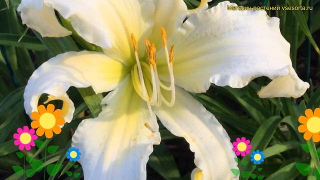 Лилейник гибридный Найвори ангел айс. Краткий обзор hemerocallis hybrida Heavenly angel ice смотреть онлайн