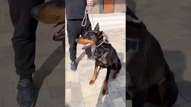 КАК УСПОКОИТЬ ЗЛУЮ АГРЕССИВНУЮ СОБАКУ??? смотреть онлайн