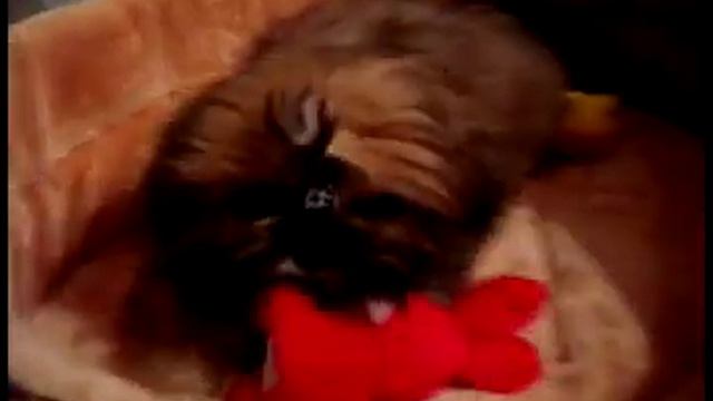 Мой ши тцу.mp4 смотреть онлайн