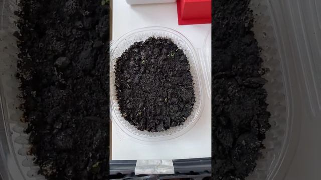 Моя рассада ? кормлю светом ☀️ смотреть онлайн