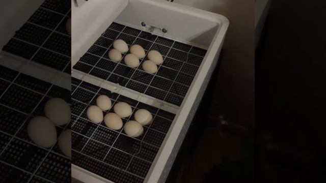 Новогодний вылуп птенцов ! смотреть онлайн