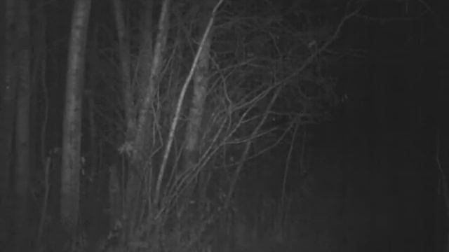 Night vision game cam on Long Pond Elk Farm смотреть онлайн
