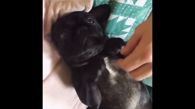 French Bulldogs Funny Moments & Fails Compilation #9 французский бульдог приколы смотреть онлайн