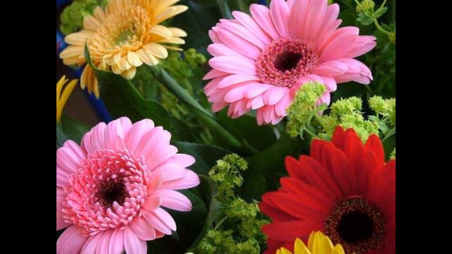 КРАСИВИ ЦВЕТЯ смотреть онлайн