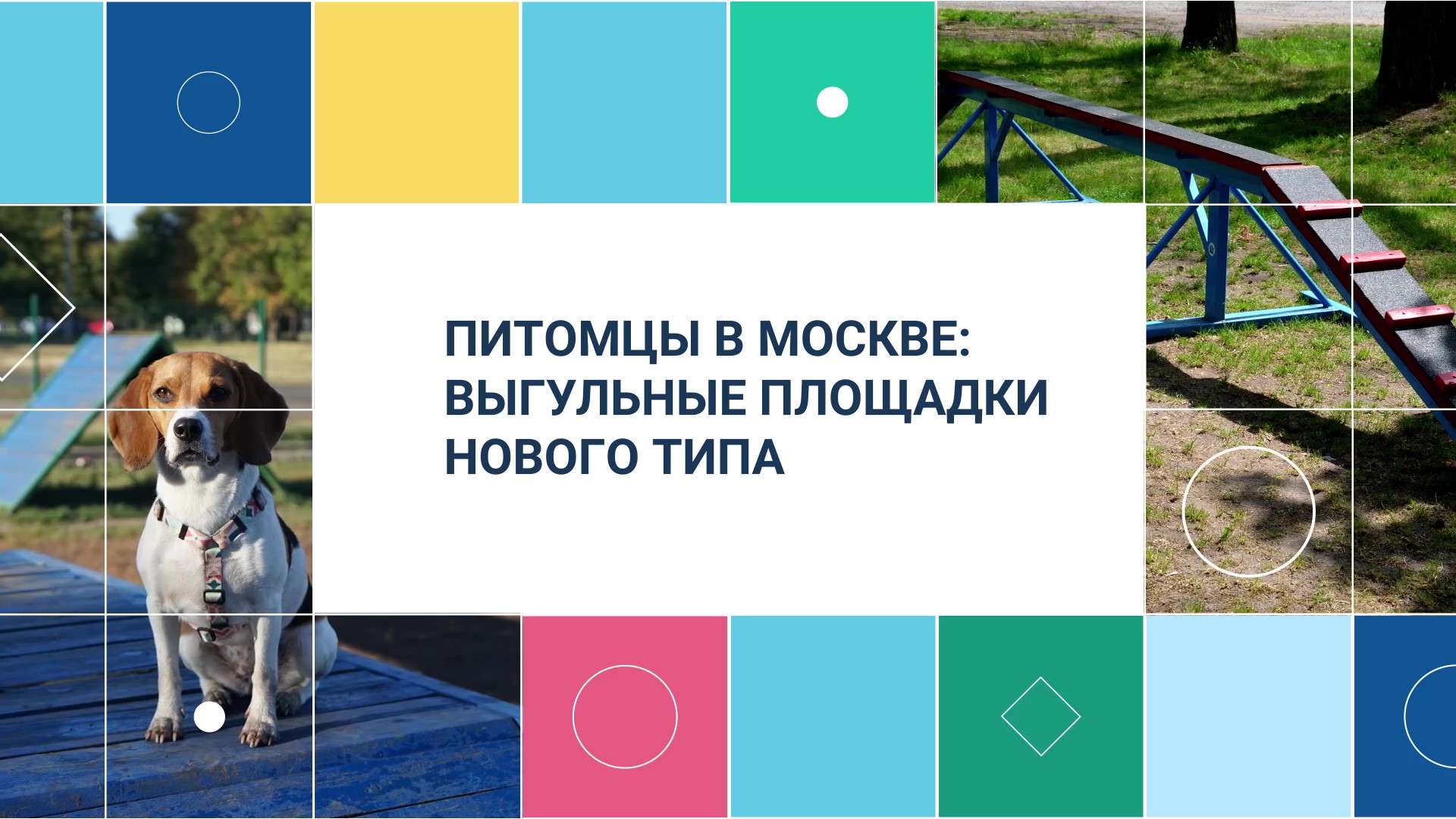 Где в Москве: Площадки нового типа для собак