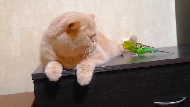 Котик всё терпит от этого попугая говорунчика смотреть онлайн