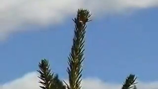 МЕХАНИЗАЦИЯ ВЫРАЩИВАНИЯ НА ВЫРУБКАХ КУЛЬТУР ХВОЙНЫХ ПОРОД