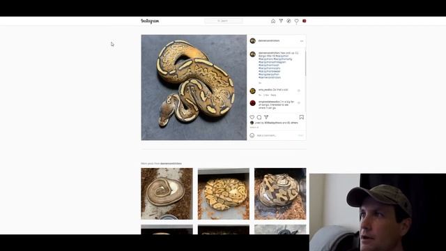 Bongo Ball Python Morph Combos | Jack's Reptiles смотреть онлайн