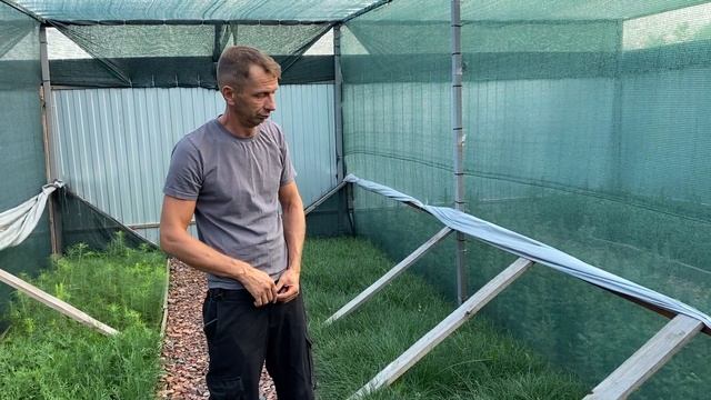 Сосна крымская Обзор интернет-магазина питомника "Хвойный дворик" смотреть онлайн