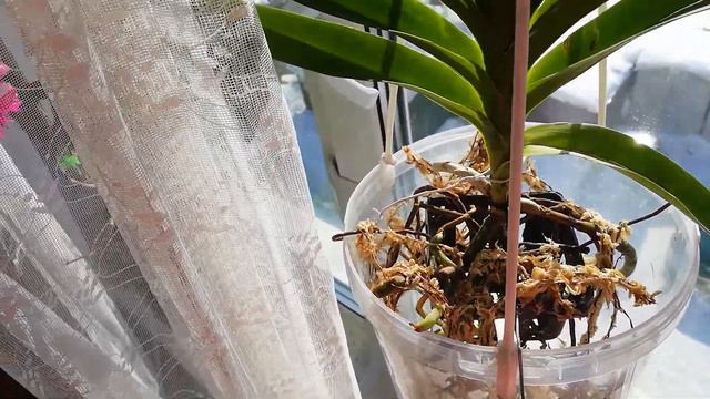 Содержание моей ванды. смотреть онлайн