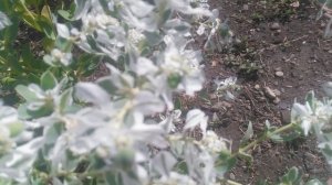 VID_20240904_132735.mp4