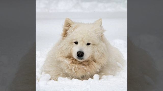 Впечатление (Щенки) смотреть онлайн