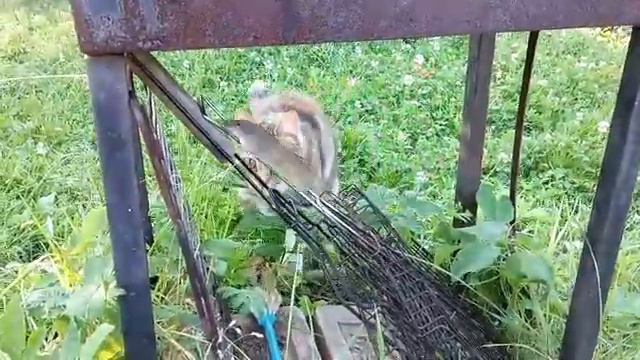 Кошка ловит мышь смотреть онлайн