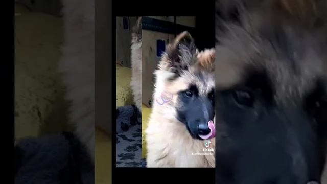 Бельгийская овчарка ~ Тервюрен! смотреть онлайн
