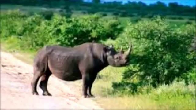 A rhinoceros смотреть онлайн