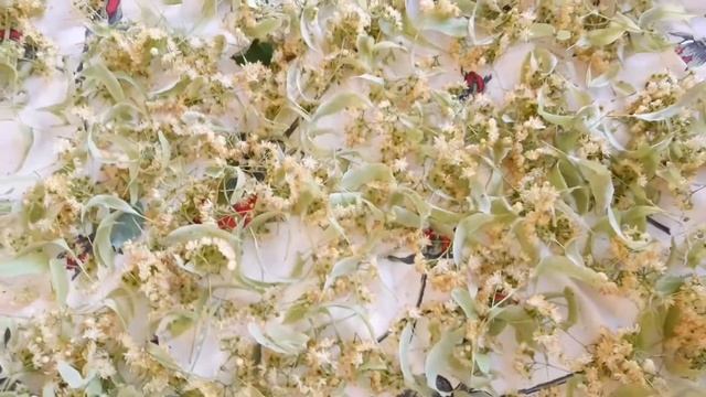 Соцветия ЛИПЫ: Секреты сбора и хранения /Заготавливаем вкусный чай смотреть онлайн