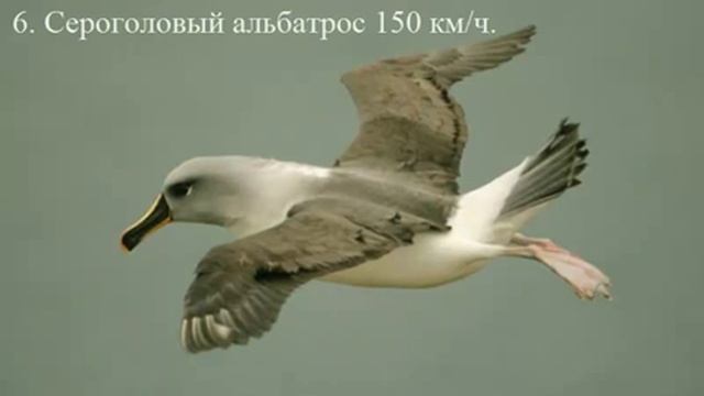 Самые быстрые птицы мира Топ10 / The fastest bird in the world Top10 смотреть онлайн