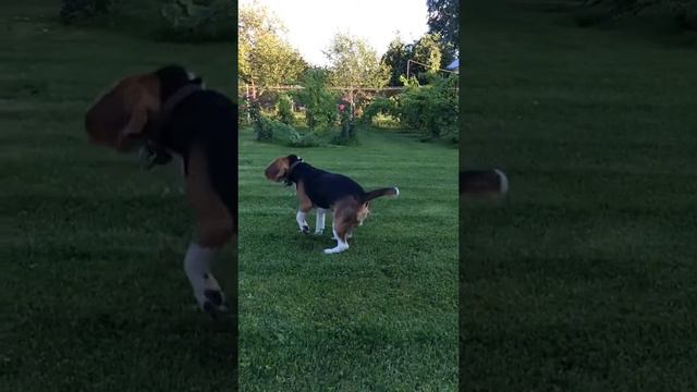 Бигль смотреть онлайн