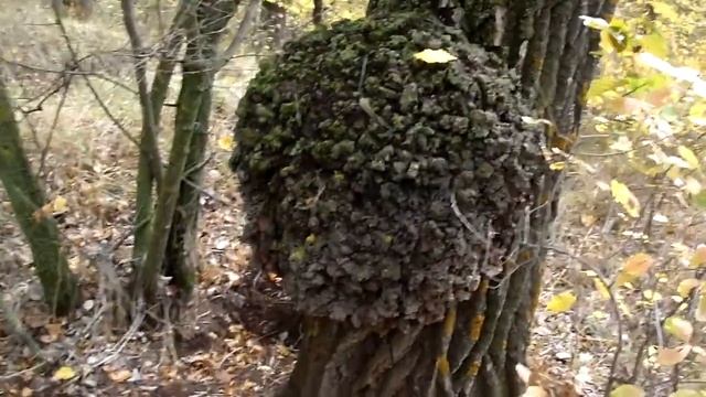 Кап Осины смотреть онлайн