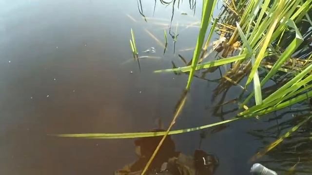 Ловля окуня на съедобный силикон Фанатик смотреть онлайн